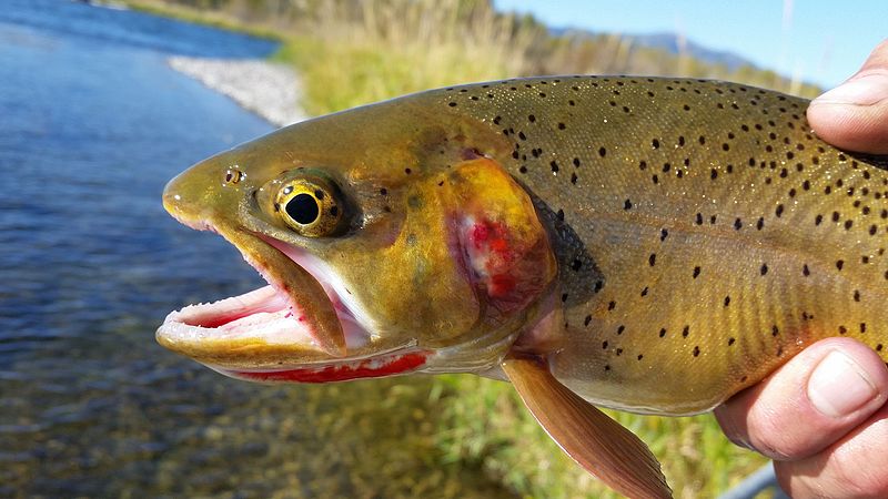 yellowstone_cutthroat_trout-by-waldemarpaetz