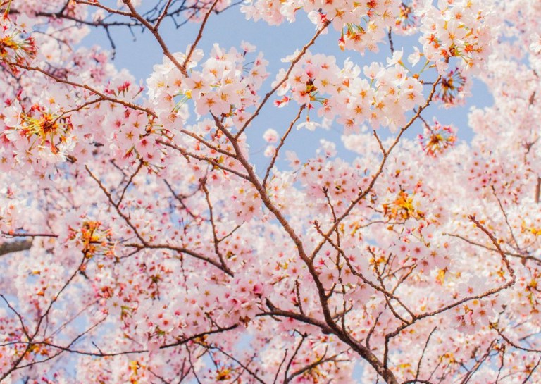 A Local’s Guide to Visiting the Washington, DC Cherry&nbsp;Blossoms
